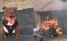 Yakarak Öldürmüştü! Şila’nın Katiline 4 Yıl Hapis