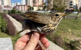 91 Ülkede 19 Yıllık Verileri İncelediler: İşte Araştırmanın Sonuçları!