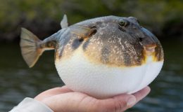 Balon Balıklarının Verdiği Zararın Boyutu Ortaya Çıktı