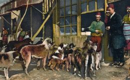 İstanbul’un Sokak Köpeklerinin Tarihi