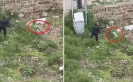 Sokak Hayvanları Uyutulacak! Peki Bu Caniye Ne Yapılacak?
