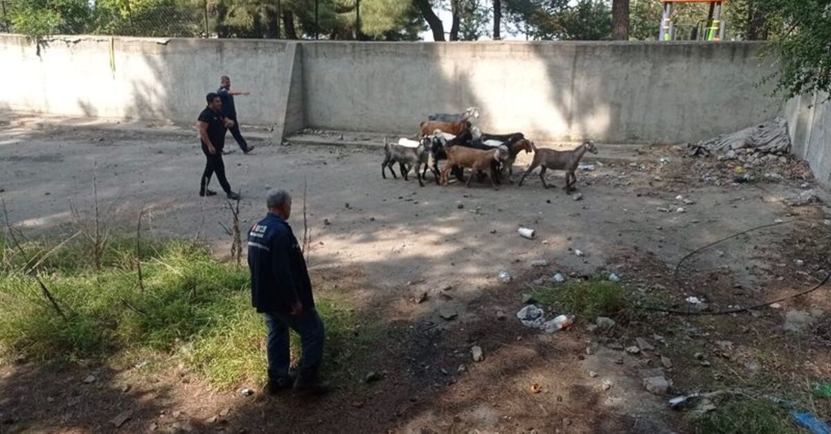 Hatay’da havuza düşen 14 keçi çıkarıldı